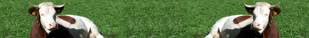 Erzeugergemeinschaft "Sächsische Qualitätsmilch" w.V.header image 3